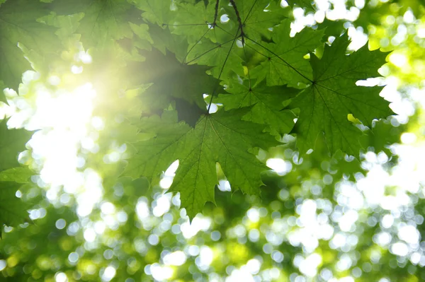 春の緑の葉と太陽 — ストック写真