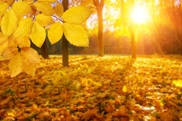Herbstblätter Der Sonne Und Verwischte Bäume Hintergrund Des Sturzes — Stockfoto