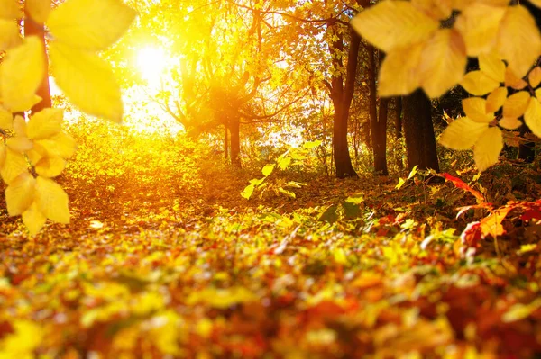 秋は太陽の下で葉や木々がぼやけている 秋の背景 — ストック写真