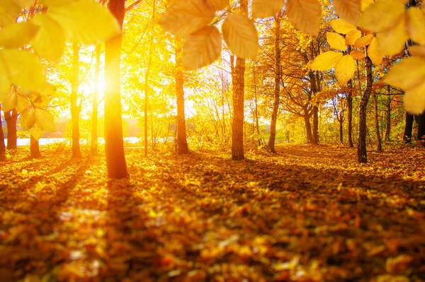 秋天的叶子落在太阳上 模糊了树木 秋季背景 — 图库照片