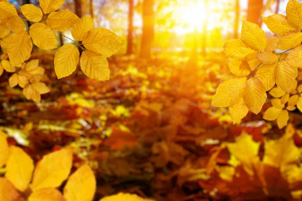 秋天的叶子落在太阳上 模糊了树木 秋季背景 — 图库照片