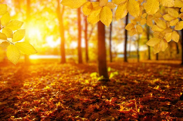Podzimní Listí Slunci Rozmazané Stromy Podzimní Pozadí — Stock fotografie