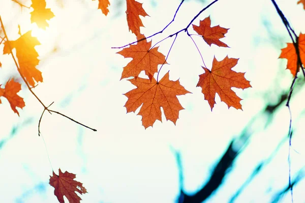 Podzimní Listí Slunci — Stock fotografie