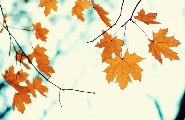 가을은 푸르른 자연의 떠난다 — 스톡 사진