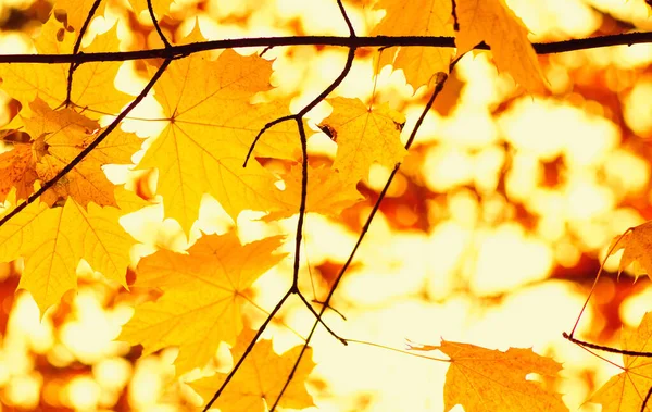 Herbstblätter Auf Verschwommenem Naturhintergrund Flache Fokussierung Herbst Bokeh — Stockfoto