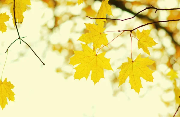 Höstlöv Suddig Natur Bakgrund Grunt Fokus Fall Bokeh — Stockfoto