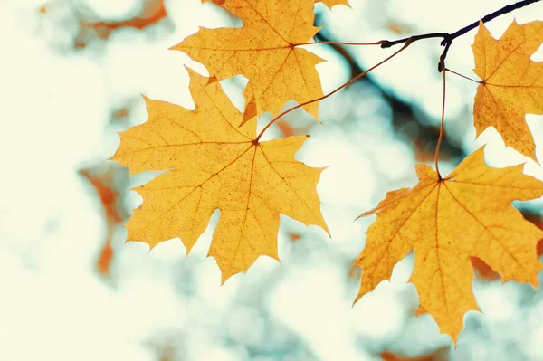 Höstlöv Suddig Natur Bakgrund Grunt Fokus Fall Bokeh — Stockfoto