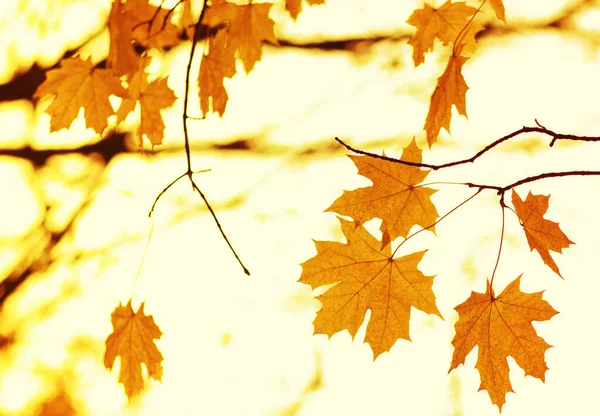 Höstlöv Suddig Natur Bakgrund Grunt Fokus Fall Bokeh — Stockfoto