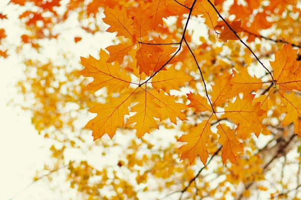 Podzimní Listí Rozmazaném Přírodním Pozadí Mělké Soustředění Fall Bokeh — Stock fotografie