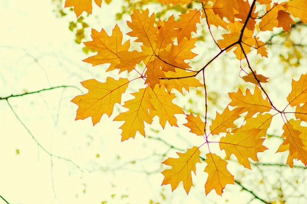 Hojas Otoño Sobre Fondo Borroso Naturaleza Foco Superficial Caída Bokeh — Foto de Stock