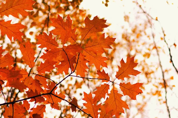 Fall Autumn Leaves Background Tree Branch Yellow Leaf Blurred Bokeh — Stock Photo, Image