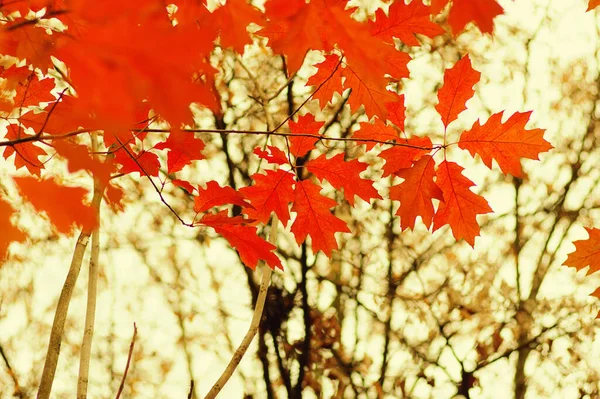 가을은 푸르른 자연의 떠난다 — 스톡 사진