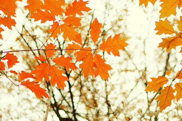 Hojas Otoño Sobre Fondo Borroso Naturaleza Foco Superficial Caída Bokeh — Foto de Stock