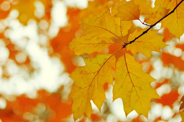 Herfst Bladeren Wazig Natuur Achtergrond Ondiepe Focus Vallen Bokeh — Stockfoto