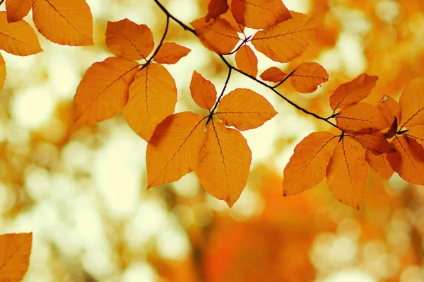 Hojas Otoño Sobre Fondo Borroso Naturaleza Foco Superficial Caída Bokeh —  Fotos de Stock