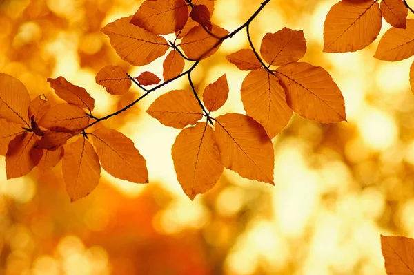 Folhas Outono Fundo Natureza Turva Concentração Superficial Queda Bokeh — Fotografia de Stock