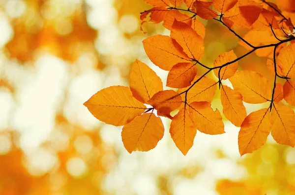 秋は背景がぼやけている 集中力が足りない 秋ぼっけ — ストック写真