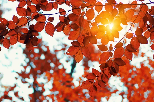 Autumn Leaves Sun — Stock Photo, Image