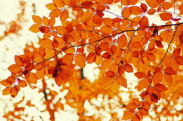 Herbstblätter Auf Verschwommenem Naturhintergrund Flache Fokussierung Herbst Bokeh — Stockfoto