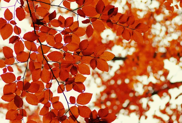 Podzimní Listí Rozmazaném Přírodním Pozadí Mělké Soustředění Fall Bokeh — Stock fotografie