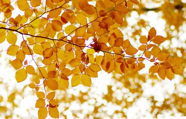 Hojas Otoño Sobre Fondo Borroso Naturaleza Foco Superficial Caída Bokeh —  Fotos de Stock