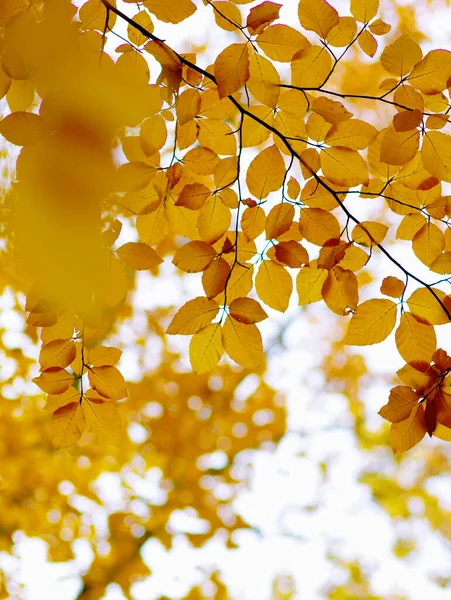 Foglie Autunnali Sfondo Natura Sfocata Concentrazione Superficiale Caduta Bokeh — Foto Stock