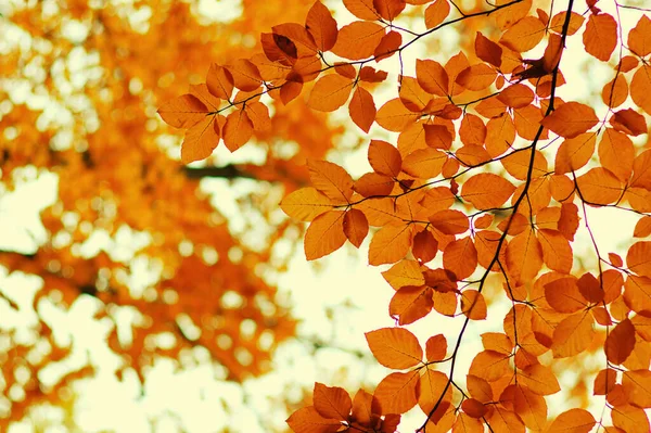 Hojas Otoño Sobre Fondo Borroso Naturaleza Foco Superficial Caída Bokeh —  Fotos de Stock