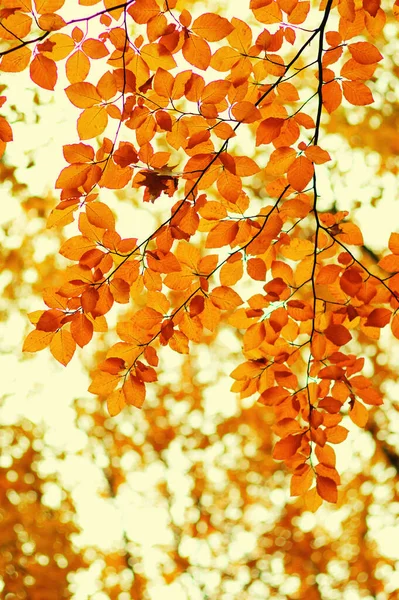 Höstlöv Suddig Natur Bakgrund Grunt Fokus Fall Bokeh — Stockfoto