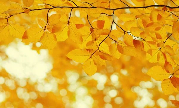 Hojas Otoño Sobre Fondo Borroso Naturaleza Foco Superficial Caída Bokeh — Foto de Stock