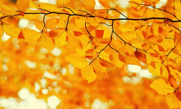 Autumn Leaves Blurred Nature Background Shallow Focus Fall Bokeh — Stock Photo, Image