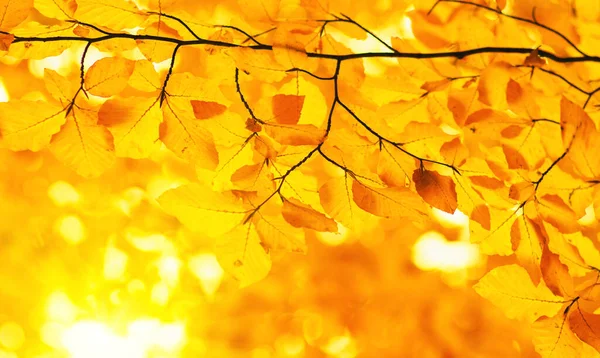 Folhas Outono Raio Sol — Fotografia de Stock