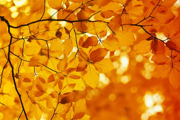 Autumn Leaves Blurred Nature Background Shallow Focus Fall Bokeh — Stock Photo, Image