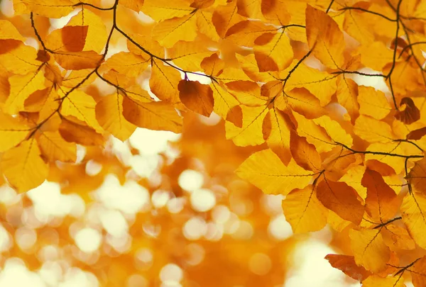 Autumn Leaves Blurred Nature Background Shallow Focus Fall Bokeh — Stock Photo, Image