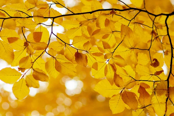 Hojas Otoño Sobre Fondo Borroso Naturaleza Foco Superficial Caída Bokeh — Foto de Stock