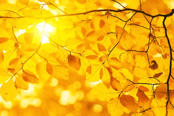Folhas Outono Sol — Fotografia de Stock