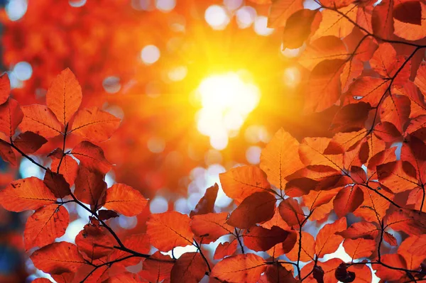 Autumn Leaves Sun — Stock Photo, Image