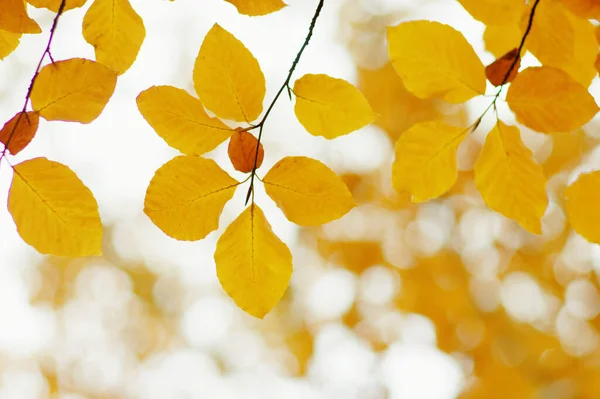 Herbstblätter Auf Verschwommenem Naturhintergrund Flache Fokussierung Herbst Bokeh — Stockfoto
