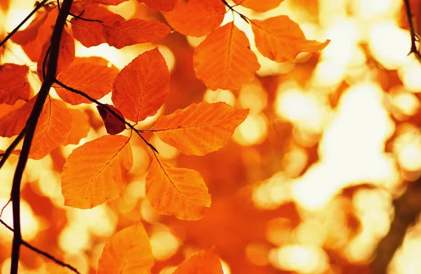 Queda Outono Folhas Fundo Galho Árvore Uma Folha Amarela Bokeh — Fotografia de Stock