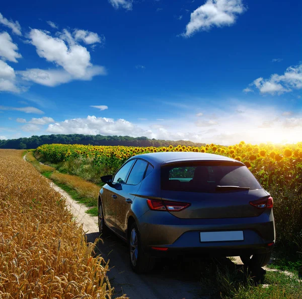Ayçiçeği tarlasında toprak bir yolda araba ve güneş ışığıyla buğday.