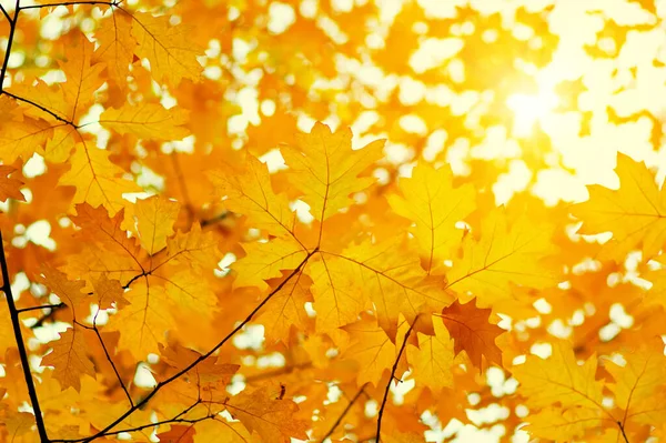 Güneşte sonbahar yaprakları. Sonbahar bulanık arkaplanı.