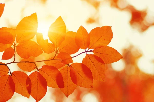 Güneşte sonbahar yaprakları. Sonbahar bulanık arkaplanı.