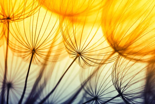 Soyut Karahindiba Çiçeği Arkaplanı Tohum Makrosu Yakın Plan Yumuşak Odaklanma — Stok fotoğraf