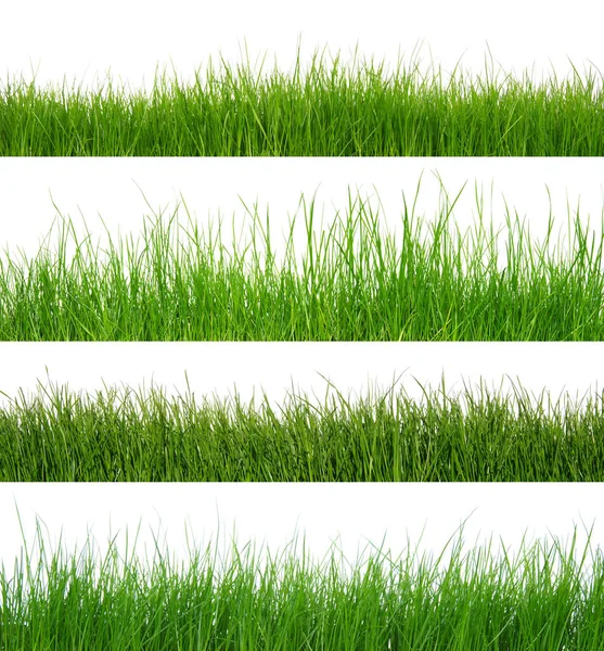Hierba Verde Aislada Sobre Fondo Blanco — Foto de Stock