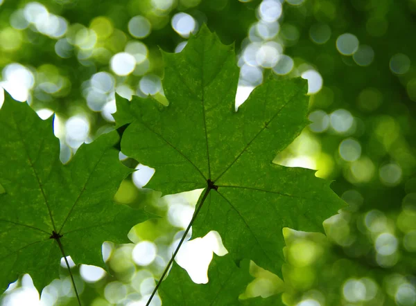 Зеленые Листья Зеленом Фоне Боке — стоковое фото