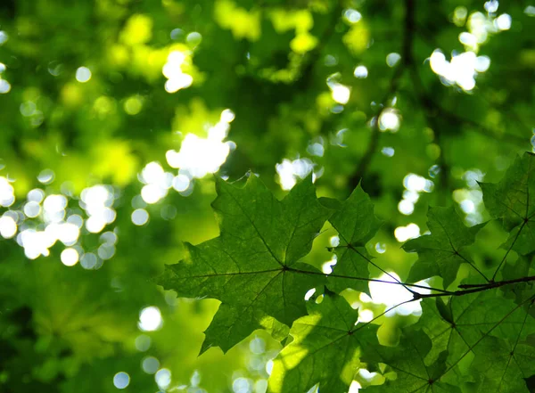Groene Bladeren Groene Bokeh Achtergronden — Stockfoto