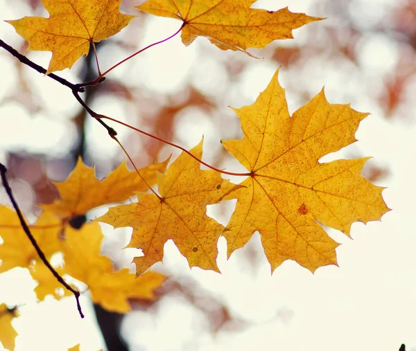 Fall Autumn Leaves Background Tree Branch Yellow Leaf Blurred Bokeh Stock Image