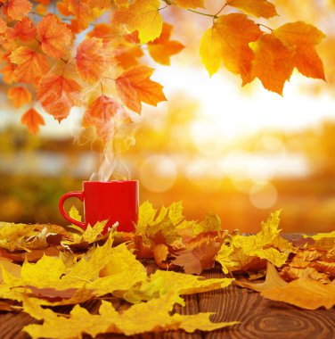 Sonbahar yaprakları ve güneşte kırmızı kahve bulanık ağaçlar. Sonbahar arkaplanı.