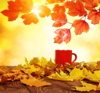 Sonbahar yaprakları ve güneşte kırmızı kahve bulanık ağaçlar. Sonbahar arkaplanı.