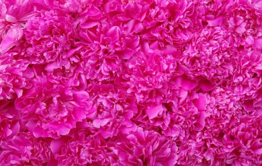 Güzel pembe şakayık çiçeği arka planı