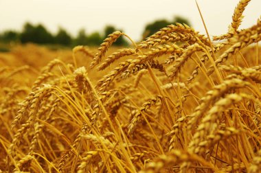 Olgunlaşan buğday başaklarının arka planı.